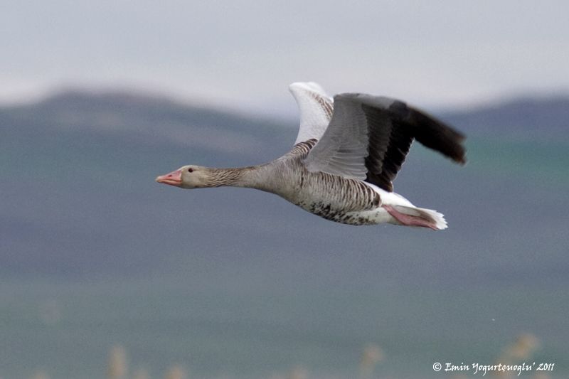 Greylag Goose