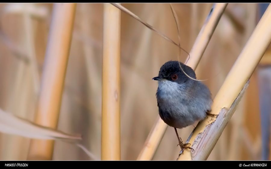 Sardinian Warbler