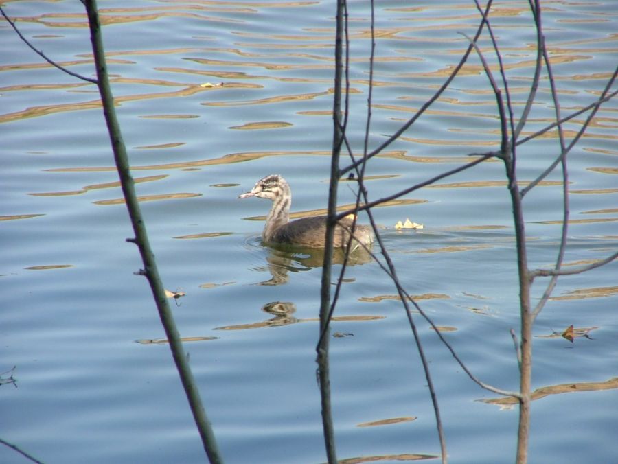 Great Crested Grebe