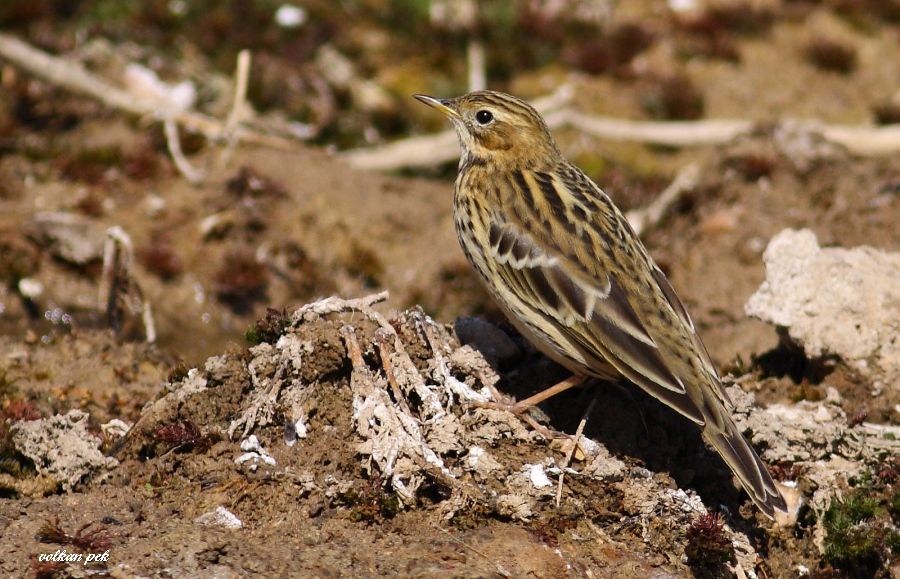 Red-throated Pipit