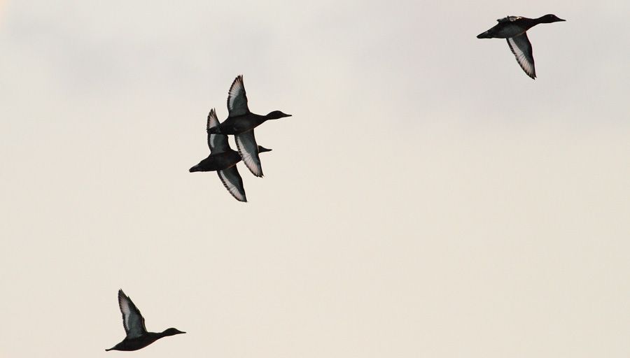 Ferruginous Duck
