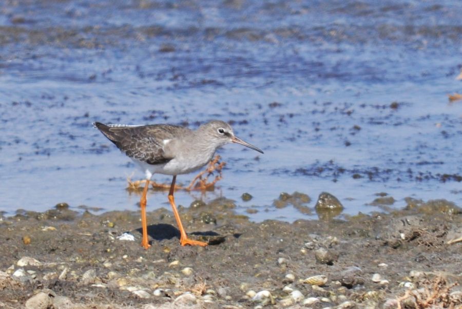 Common Redshank