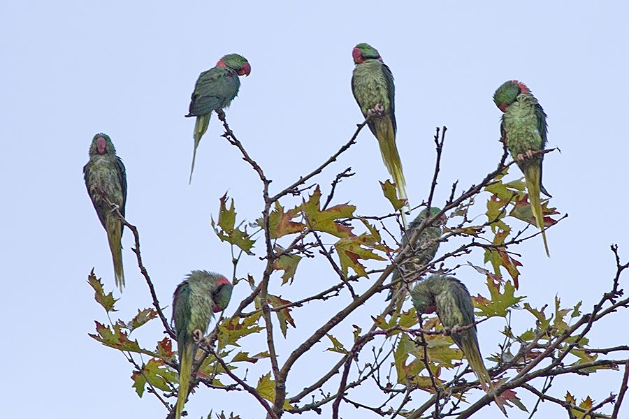 Alexandrine Parakeet