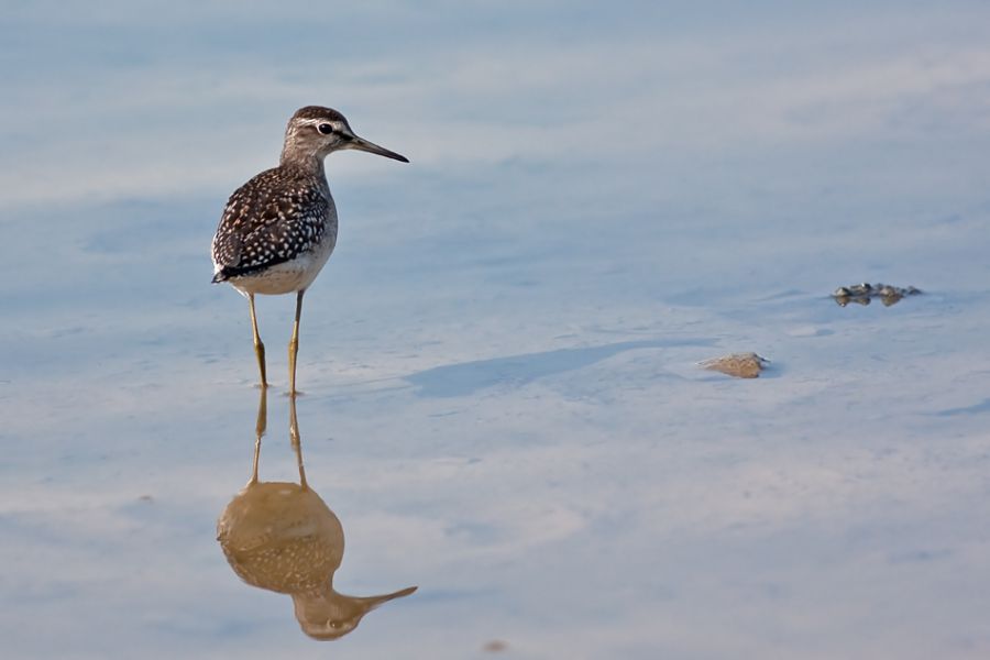 Wood Sandpiper