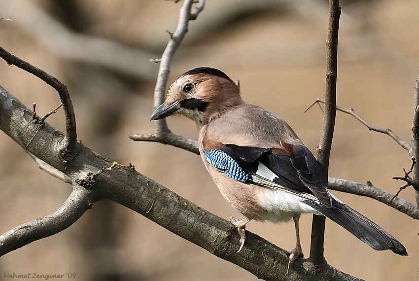 Eurasian Jay