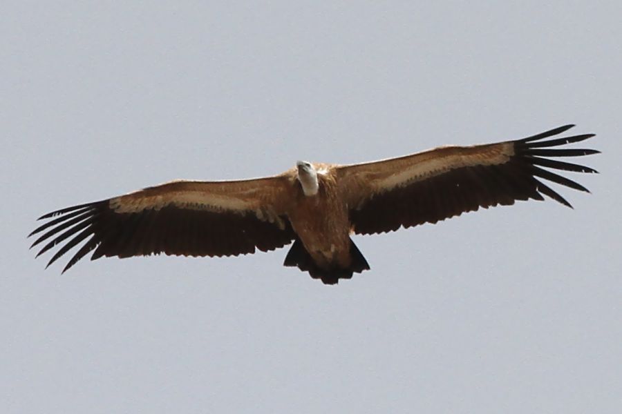 Kızıl Akbaba