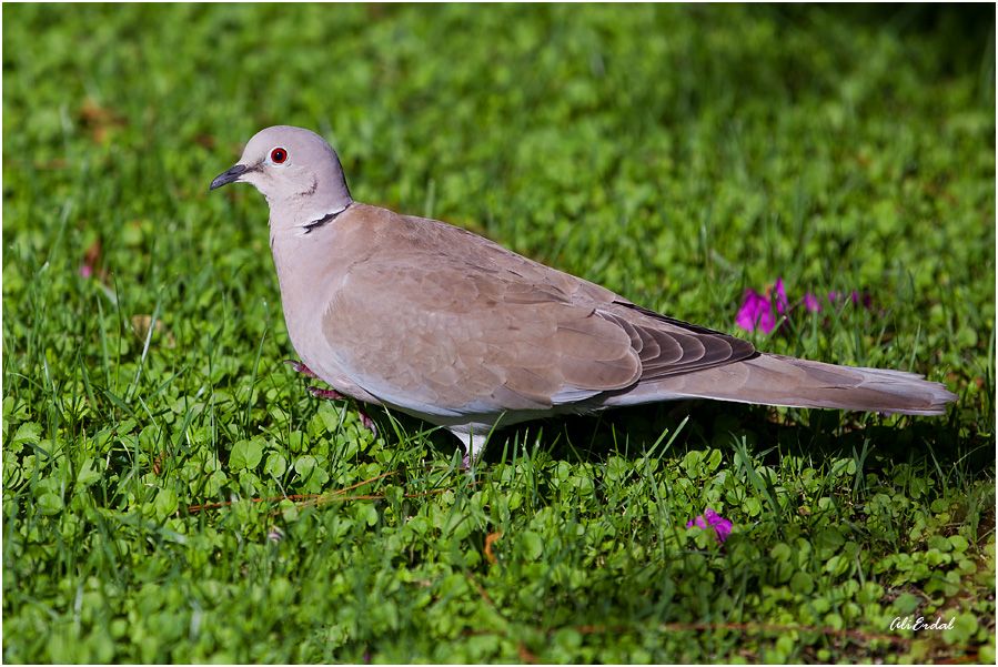 Eurasian Collared Dove