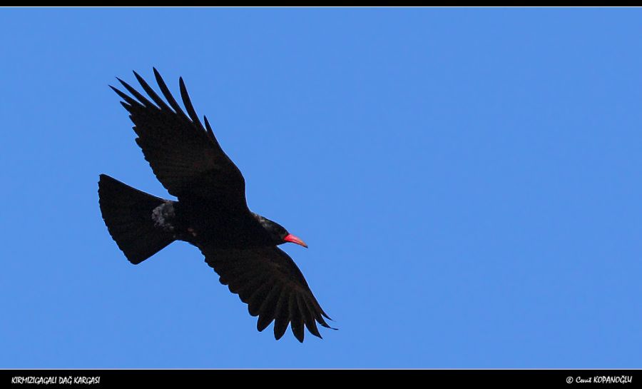 Red-billed Chough