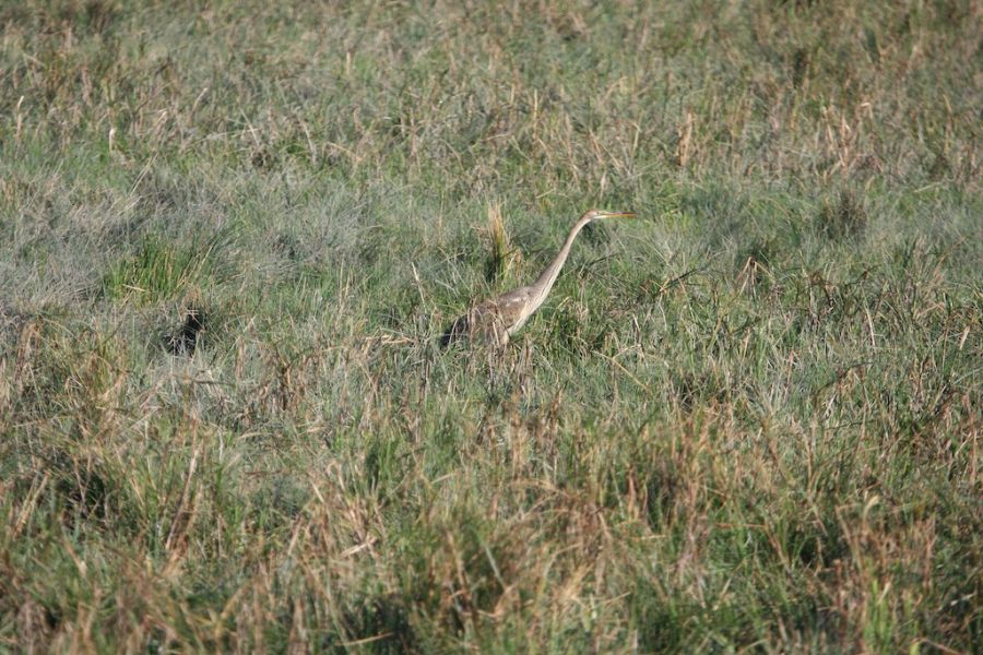Purple Heron