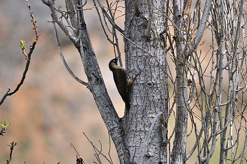 European Green Woodpecker