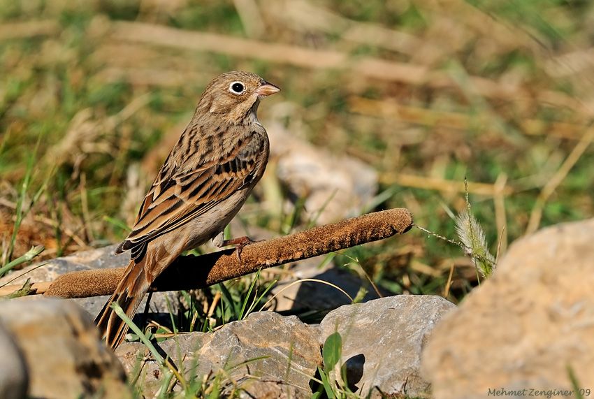 Cretzschmar`s Bunting