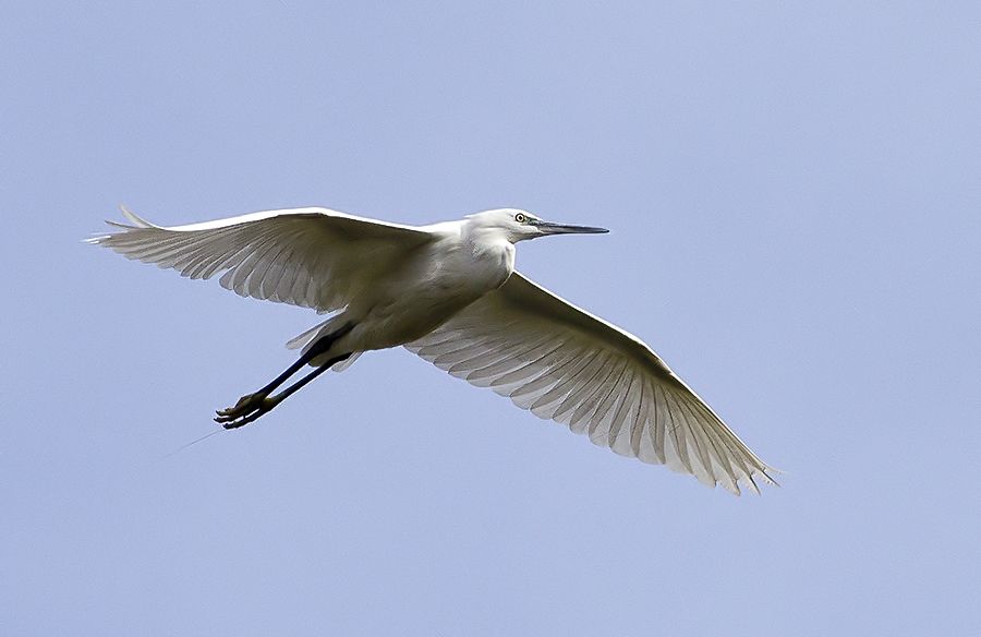 Little Egret