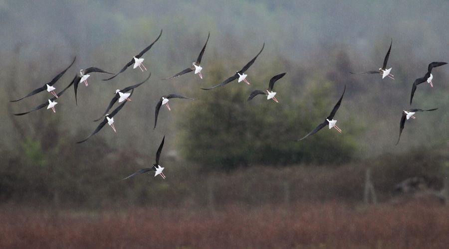 Black-winged Stilt