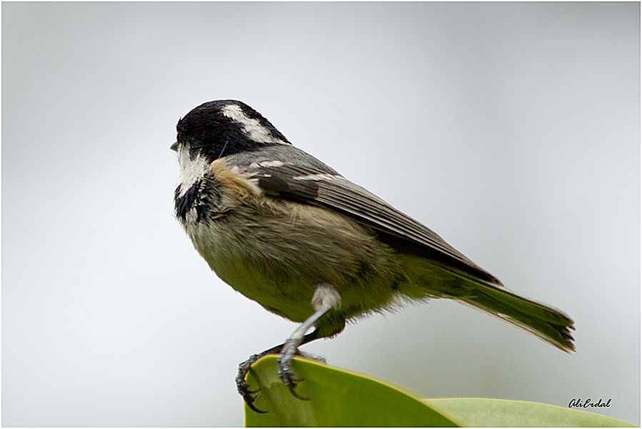 Coal Tit