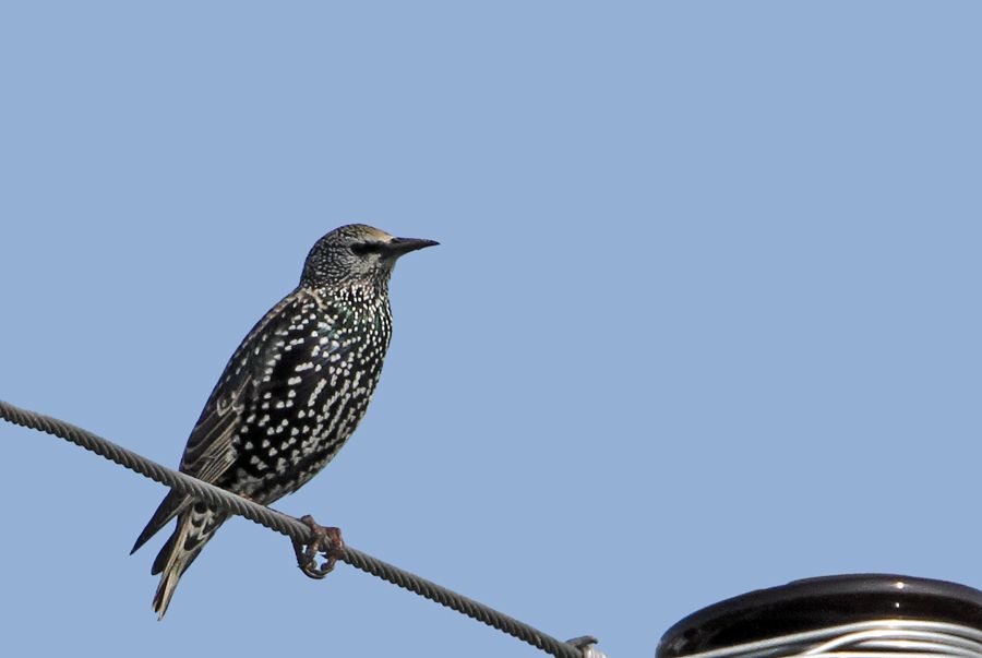 Common Starling