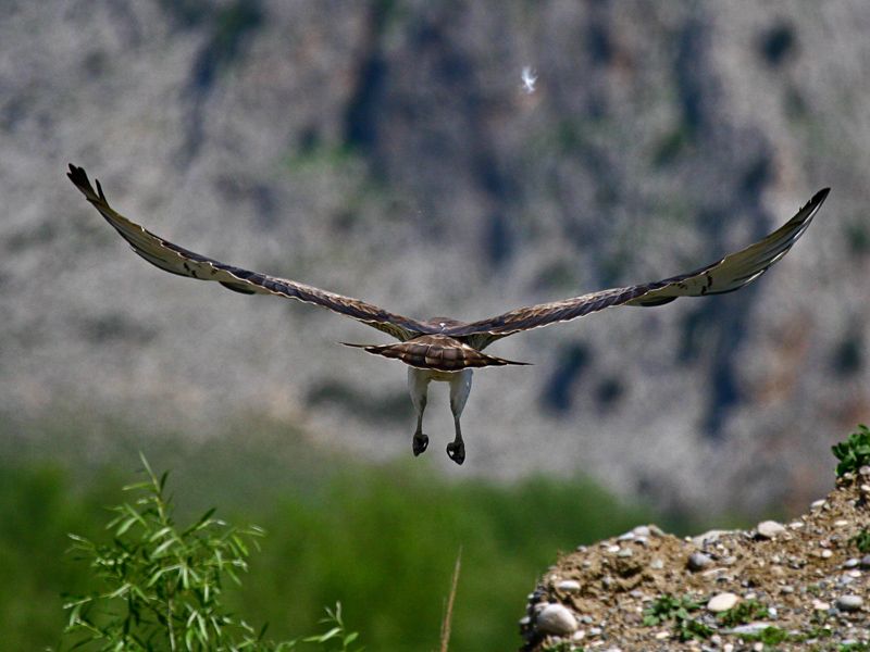 Short-toed Snake Eagle