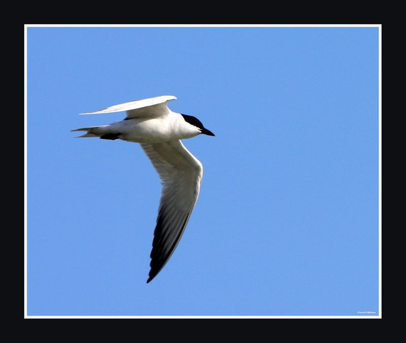 Gull-billed Tern