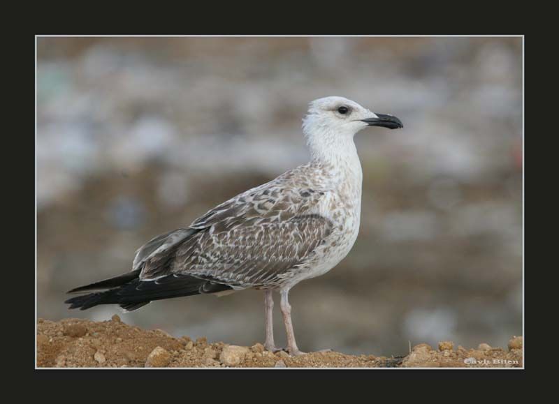 Yellow-legged Gull