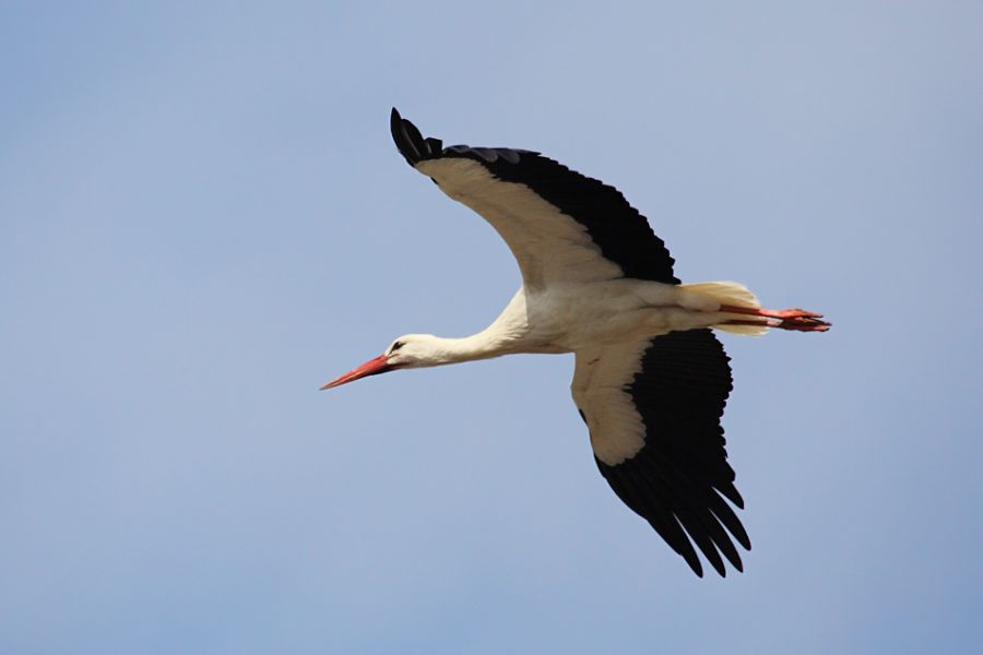 White Stork