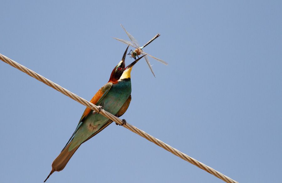 European Bee-eater