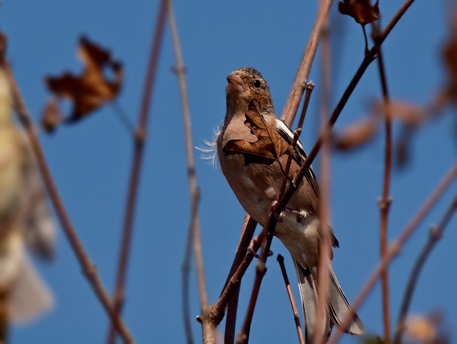 Common Chaffinch