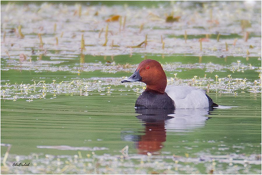 Common Pochard