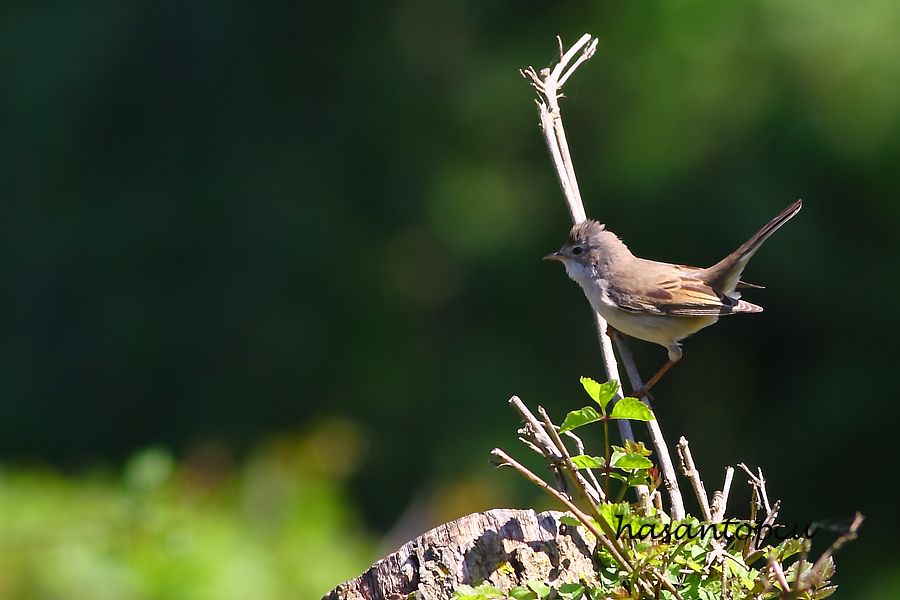 Common Whitethroat