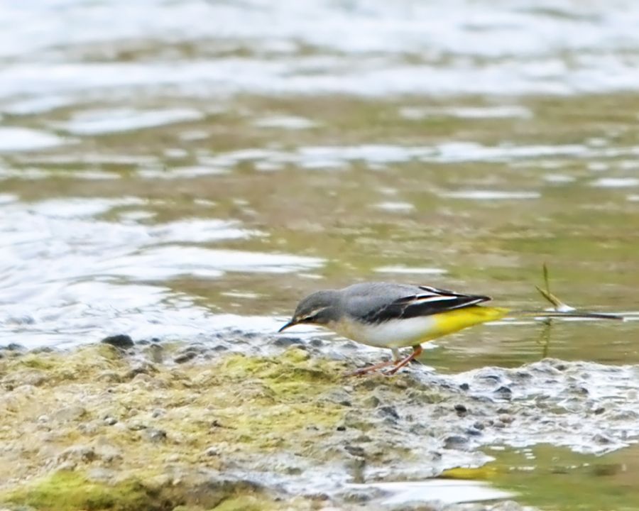 Grey Wagtail