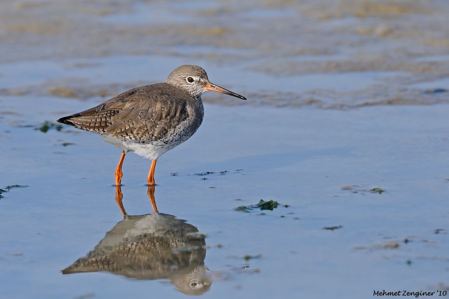 Common Redshank