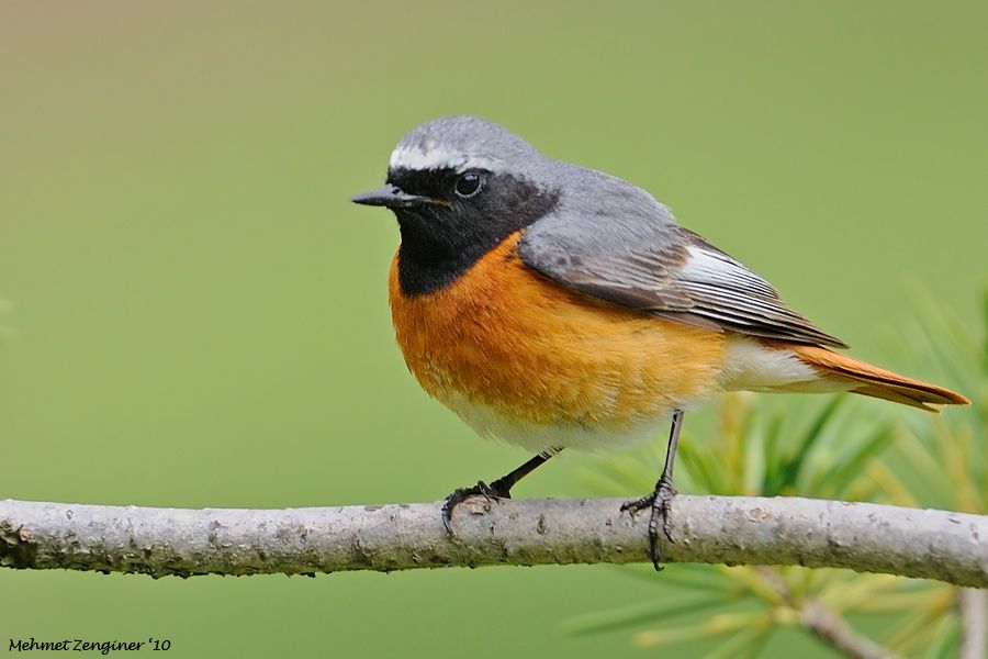 Common Redstart
