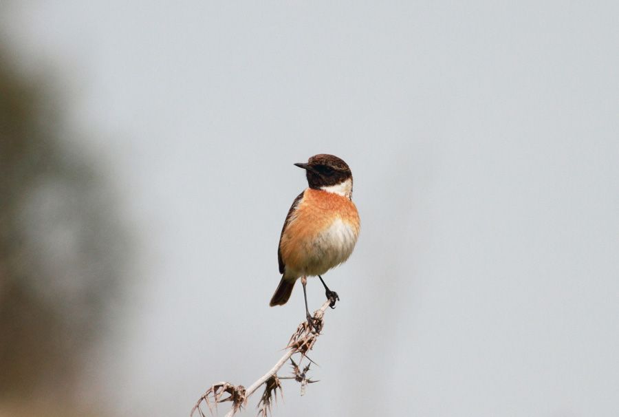 European Stonechat