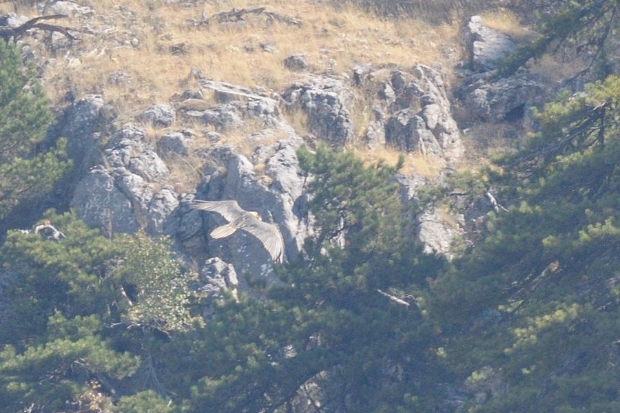 Sakallı Akbaba