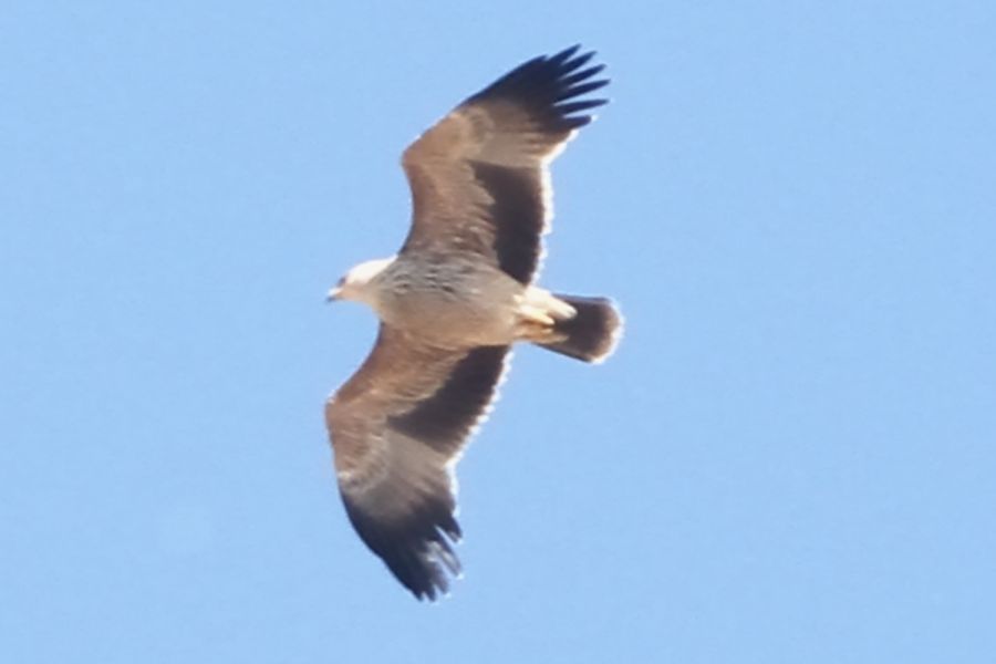 Şah Kartal