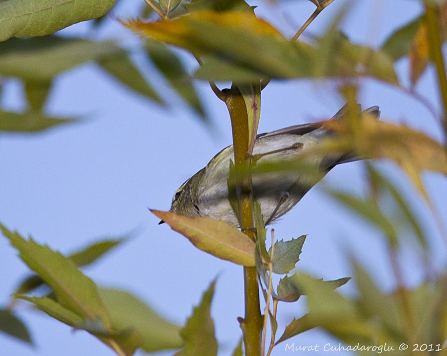 Yellow-browed Warbler