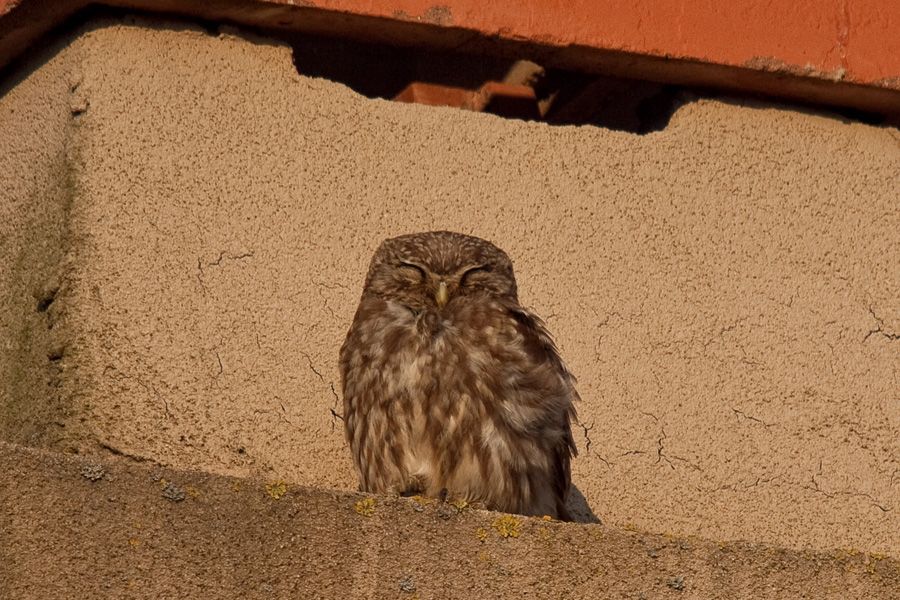 Little Owl