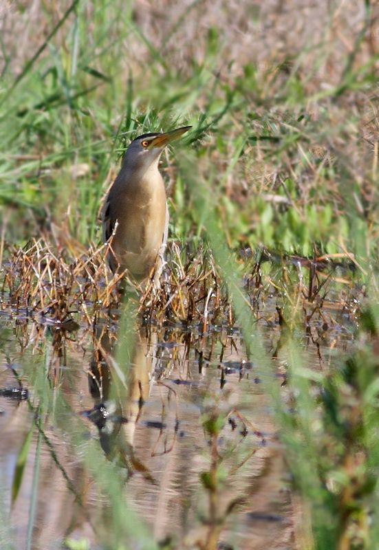 Little Bittern
