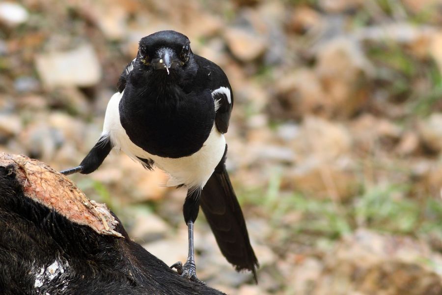 Eurasian Magpie
