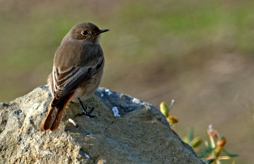 Common Redstart