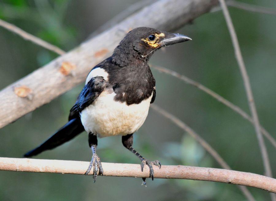 Eurasian Magpie