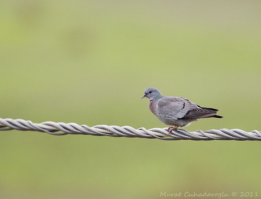 Stock Dove