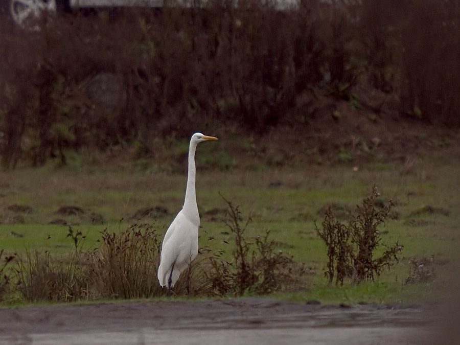 Great Egret