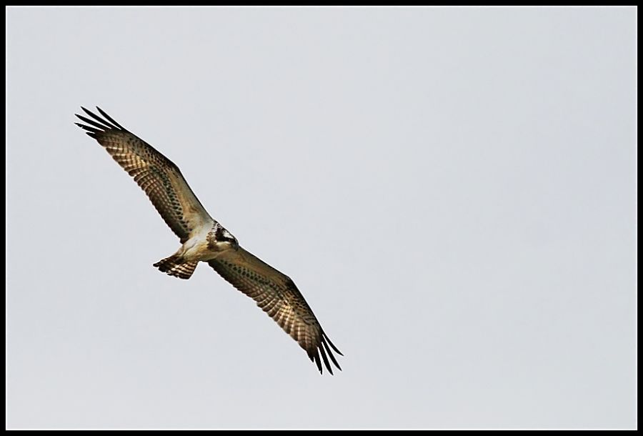 Osprey