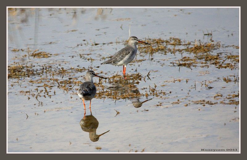 Spotted Redshank