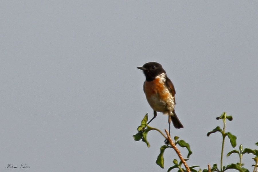 European Stonechat