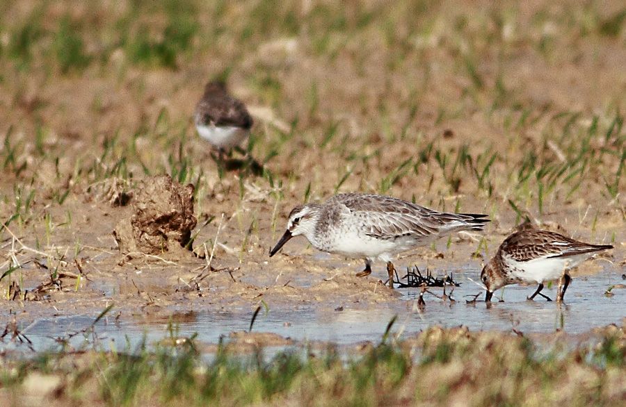Red Knot