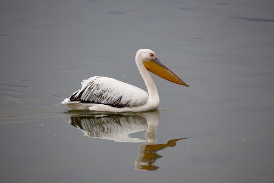 Great White Pelican