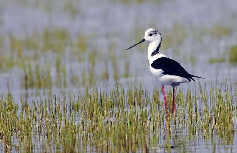 Black-winged Stilt