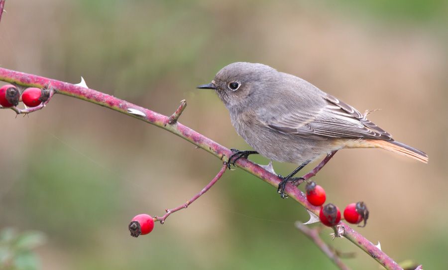 Black Redstart