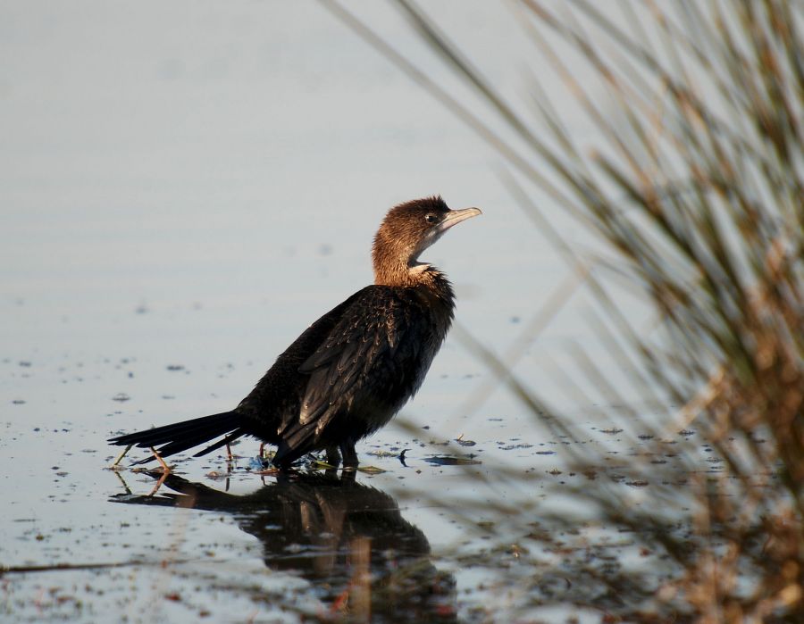 Pygmy Cormorant