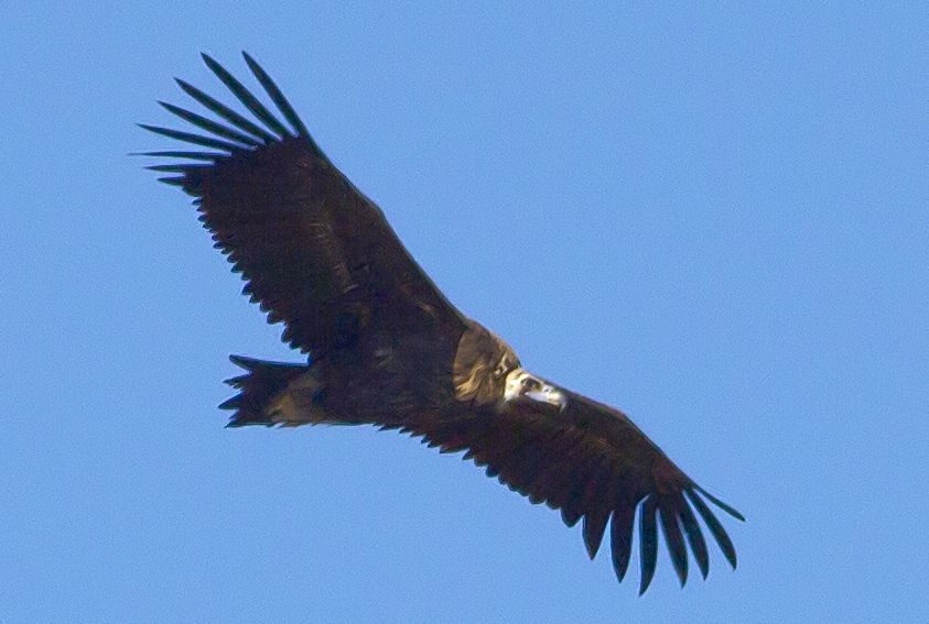 Cinereous Vulture